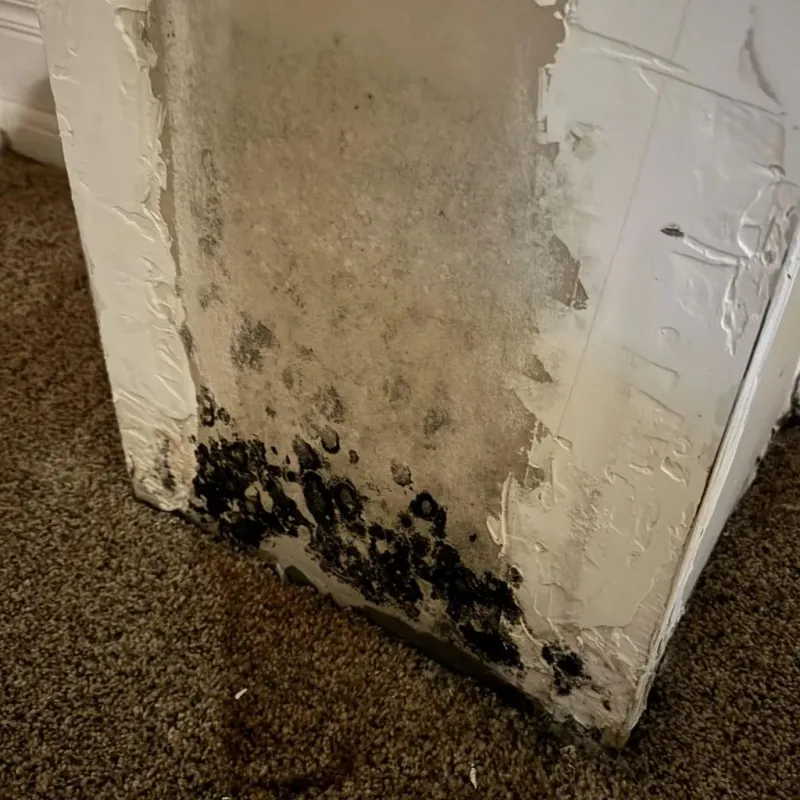 Professional Mold Removal in De Queen, AR